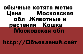 обычные котята метис › Цена ­ 1 - Московская обл. Животные и растения » Кошки   . Московская обл.